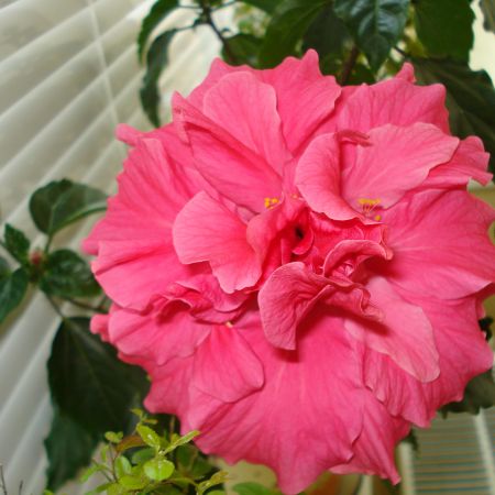 Hibiscus(mihaela)